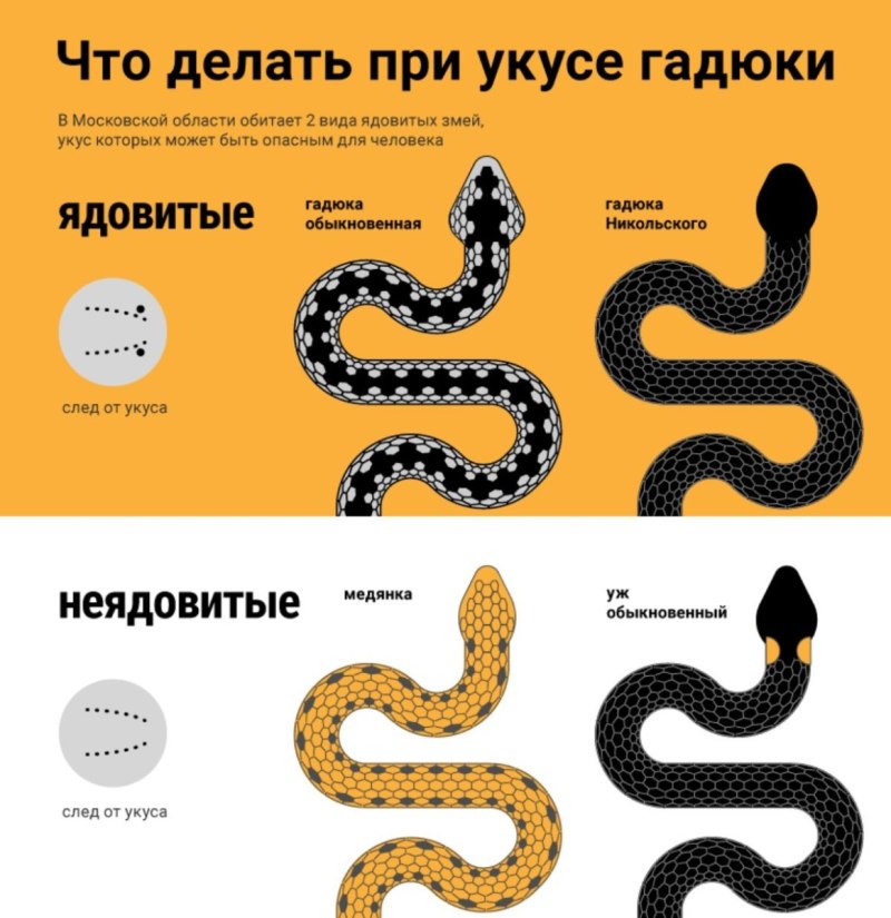 Отличие ядовитых змей от неядовитых