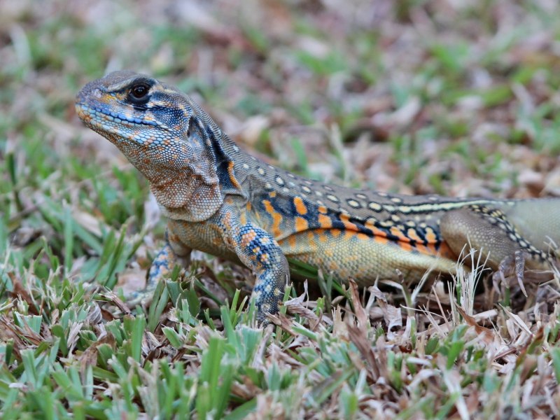 Leiolepis belliana купить