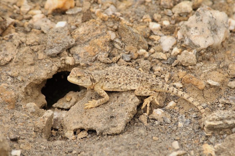 Toad headed Agama