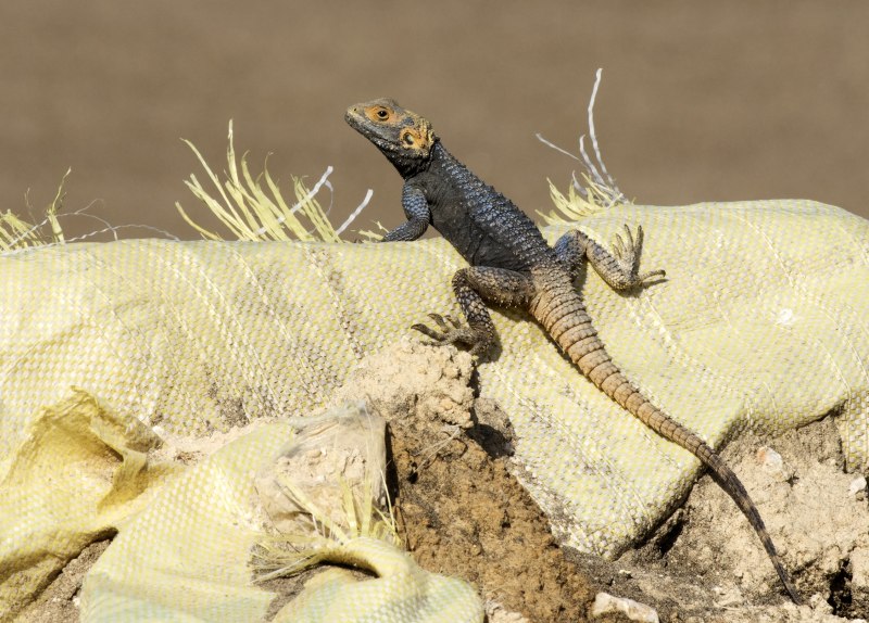 Stellagama Stellio