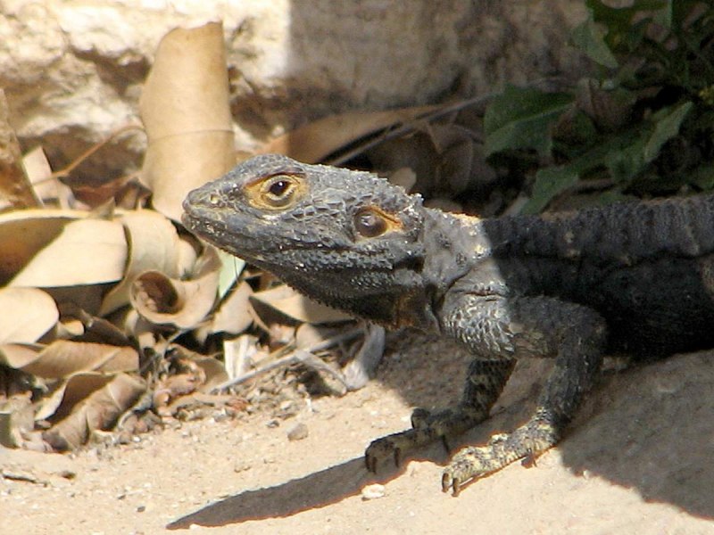 Кавказская агама Agama Caucasica