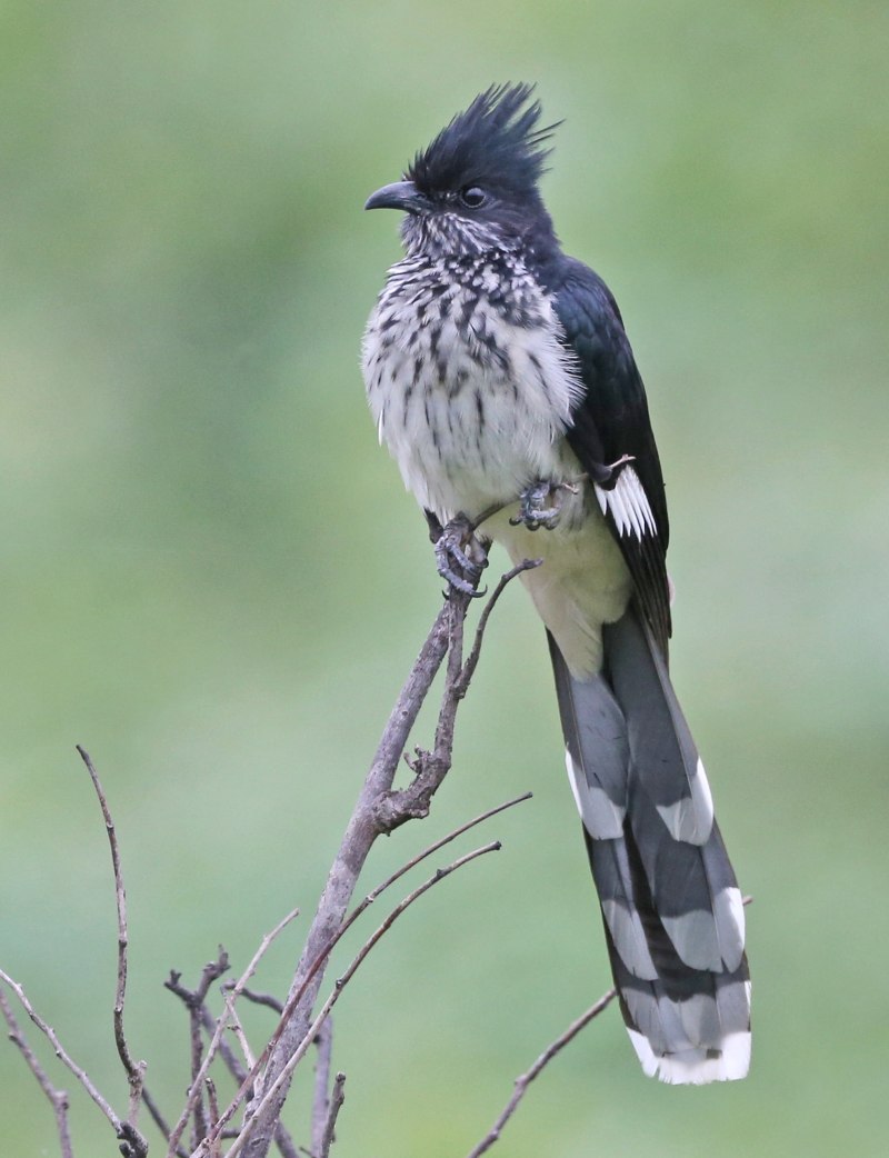Хохлатая Кукушка (Clamator glandarius)