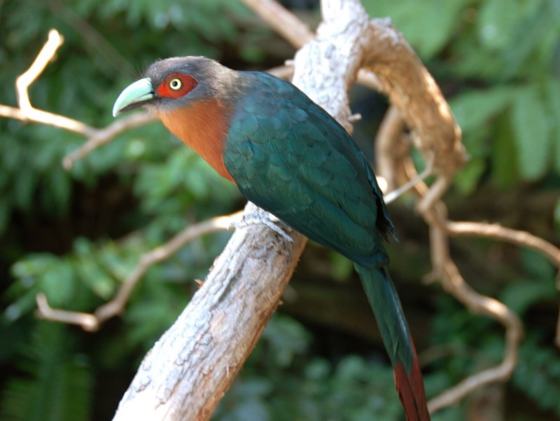 Phaenicophaeus curvirostris