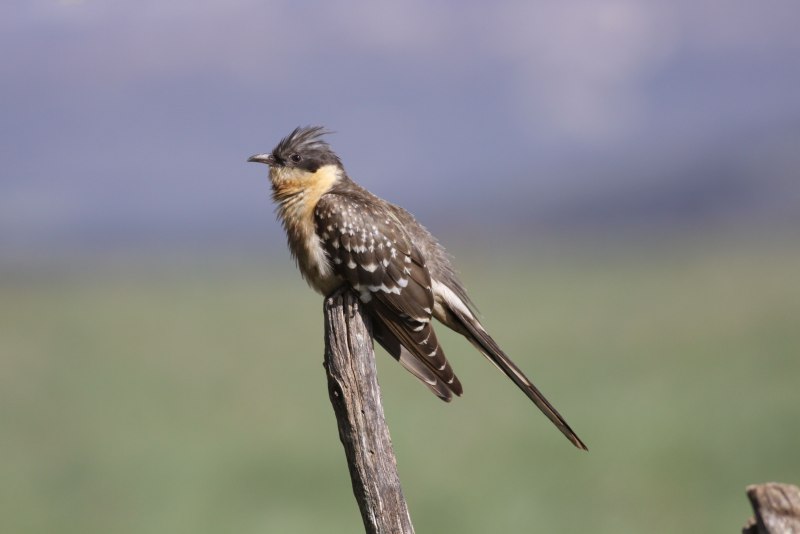 Polychrome pasare