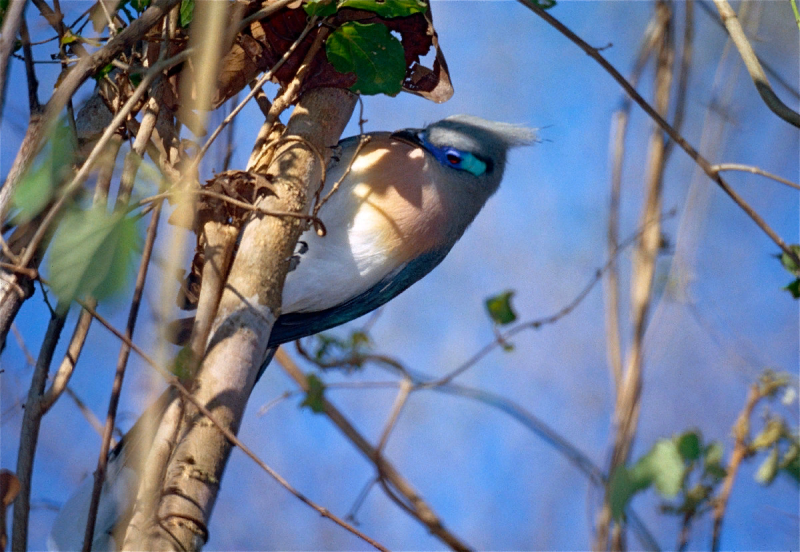 COUA cristata