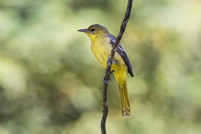 Icterus cucullatus)