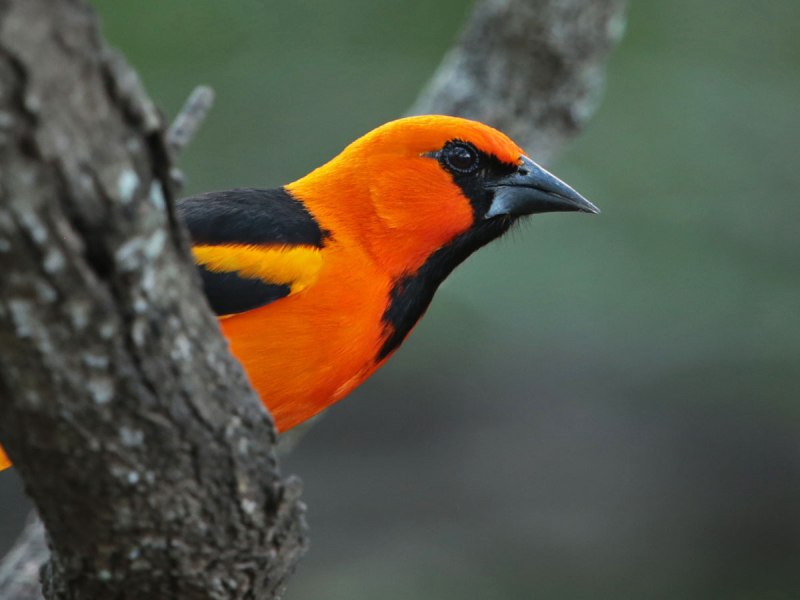 Иволга Одюбона (Icterus graduacauda)
