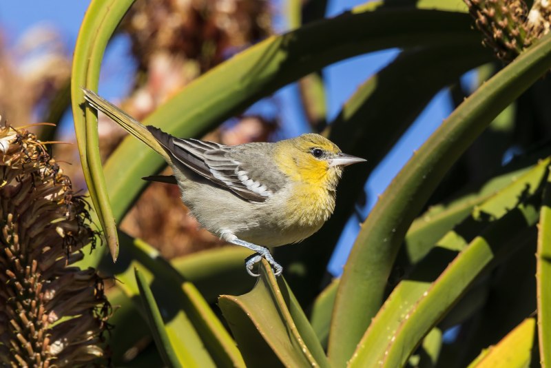 Трупиал белокрылый (Icterus bullockii) рисунки