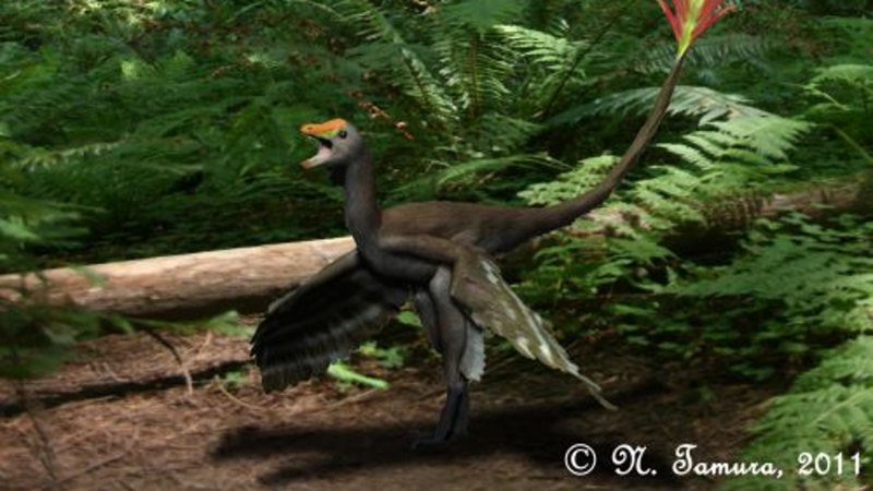 Sapeornis Chaoyangensis