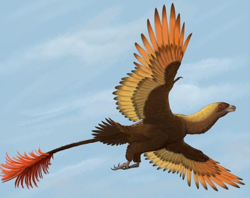 Sapeornis Chaoyangensis