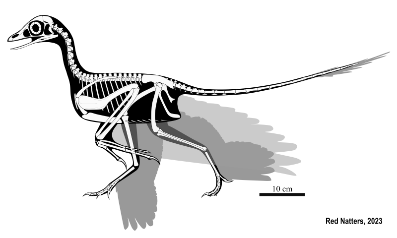 Jeholornis скелет