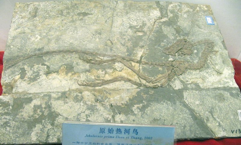 Jeholornithidae