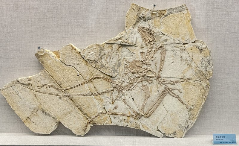 Pygostylia