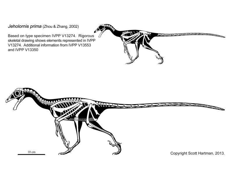 Jeholornis динозавр