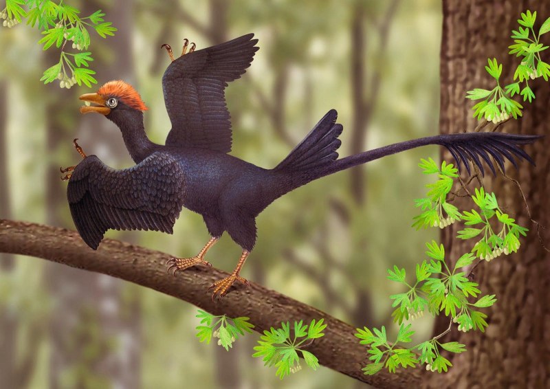 Jeholornis птица