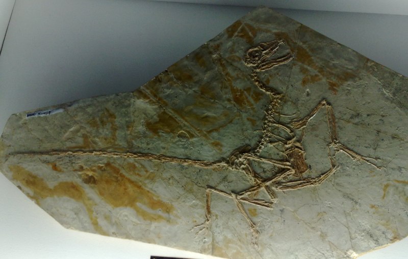 Jehol Biota