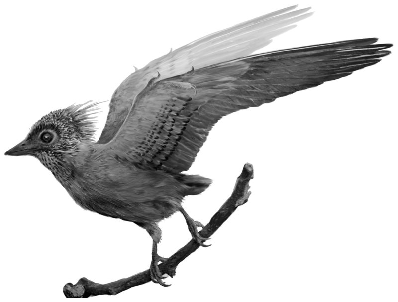 Confuciusornis Sanctus