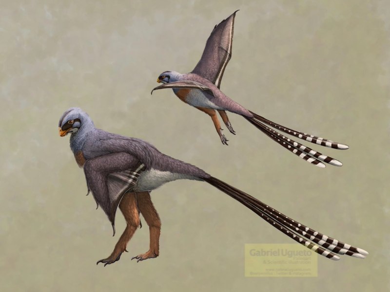 Gabriel Ugueto Paleo