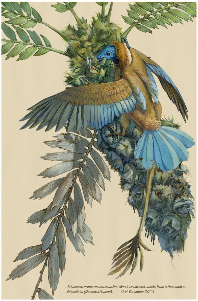 Jeholornis семья птиц