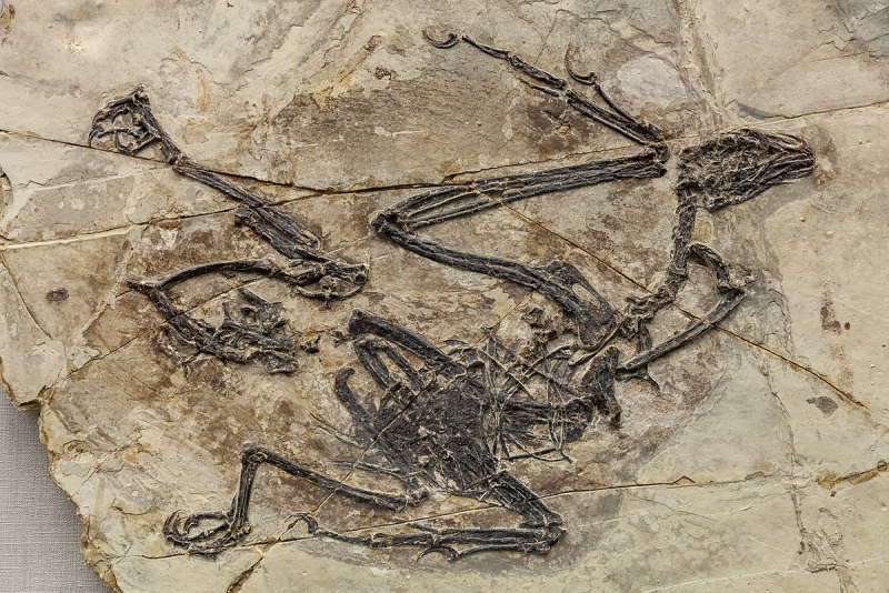 Longipteryx Chaoyangensis