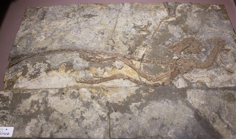 Shenzhoupterus Chaoyangensis