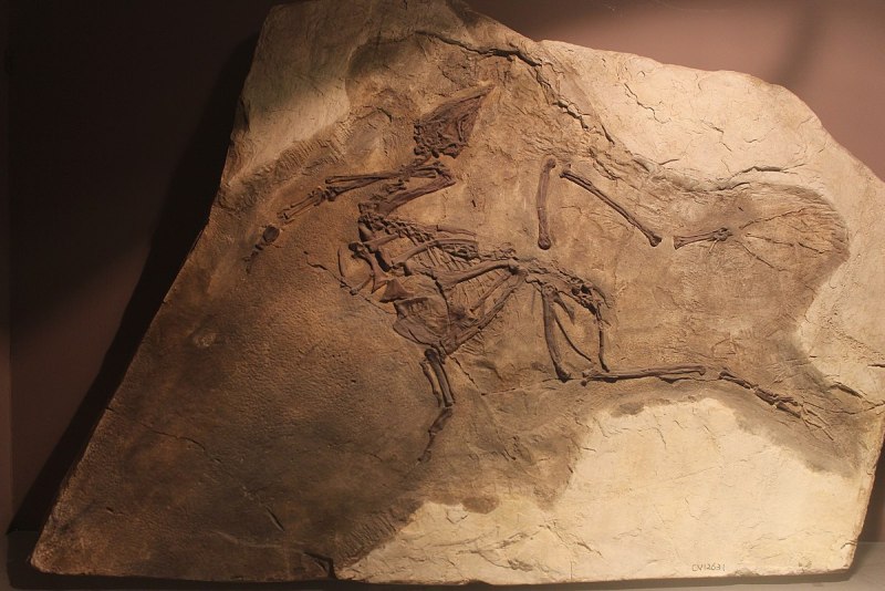 Liaobatrachus grabaui