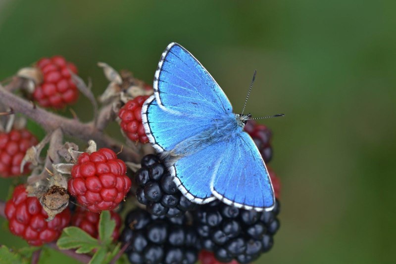 Бабочка Adonis Blue