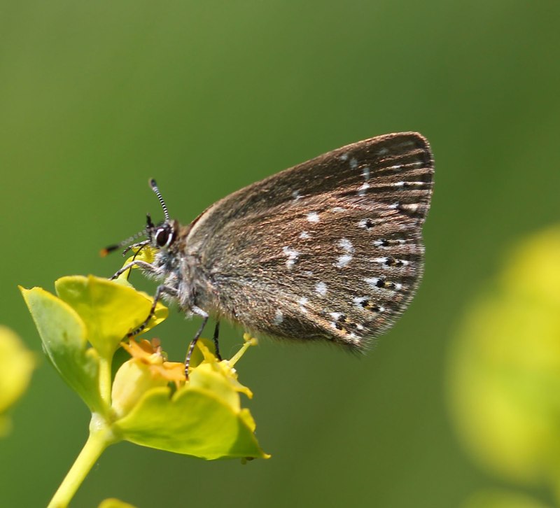 Neolycaena rhymnus