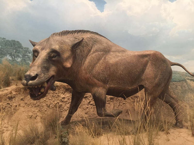 Энтелодон (Entelodon