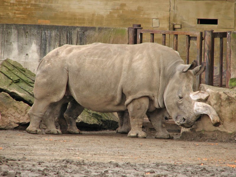 Белого носорога Ceratotherium simum Cottoni