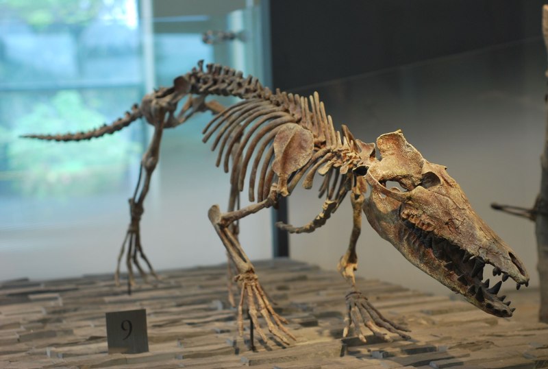 Pakicetus inachus