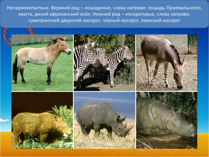 Представители отряда непарнокопытные тапиры