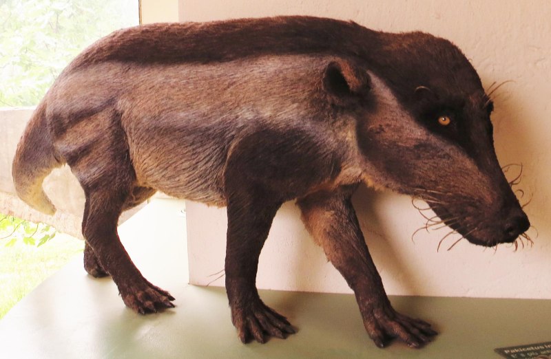 Pakicetus inachus