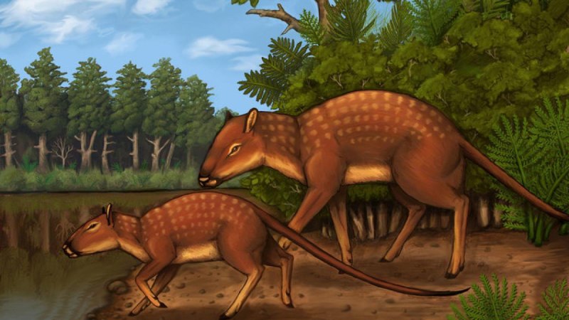 Indohyus indirae