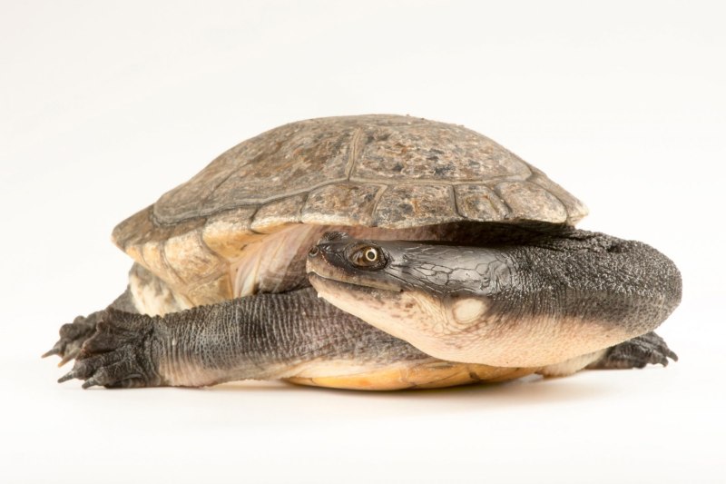 Chelodina novaeguineae