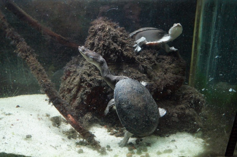 Chelodina siebenrocki
