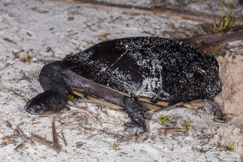 Chelodina Reimanni (Змеиношейная черепаха Рейнмана)