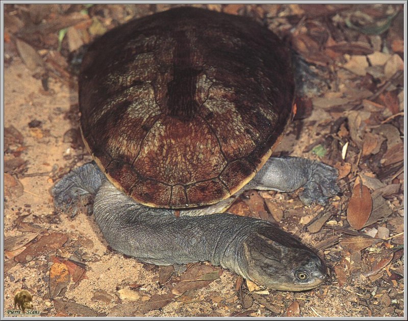 Chelodina novaeguineae