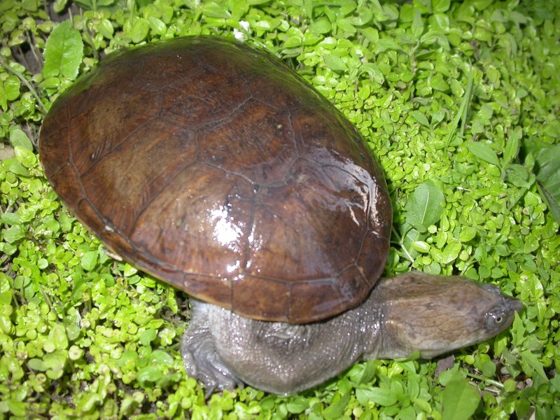 Chelodina siebenrocki