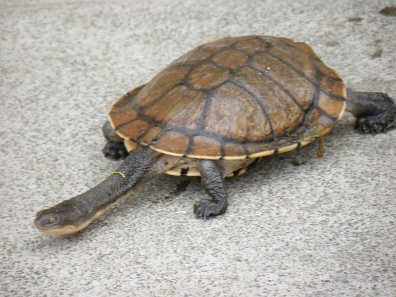 Chelodina novaeguineae