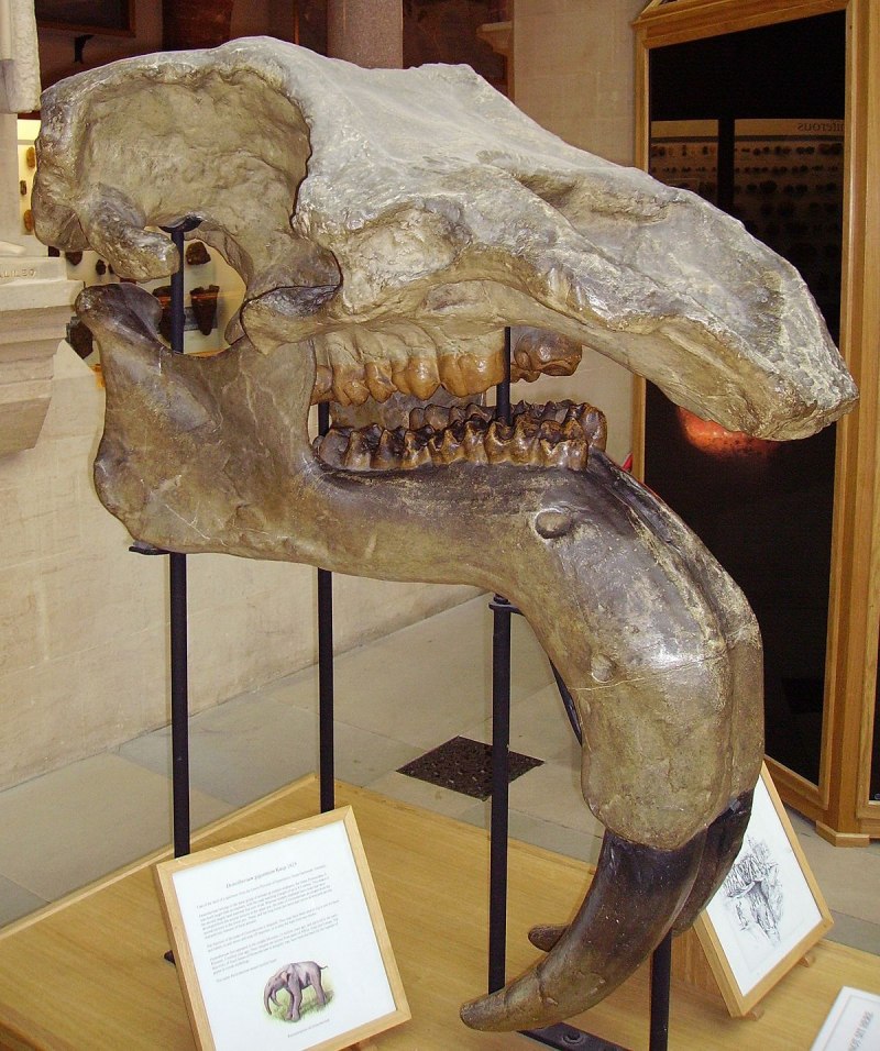 Deinotherium gigantissimum