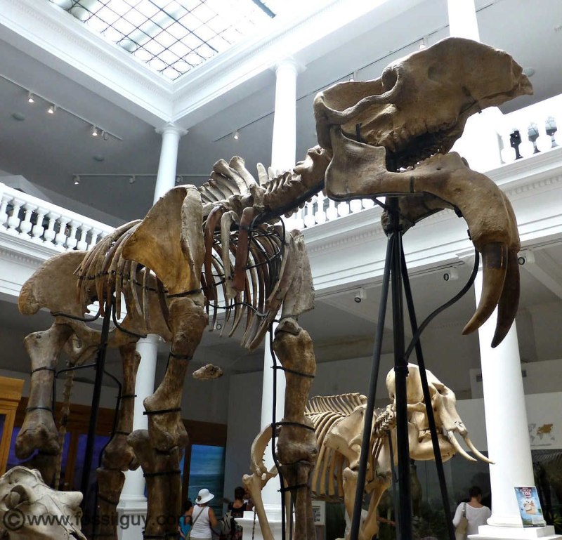 Deinotherium gigantissimum
