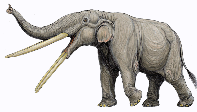 Stegotetrabelodon вымершие хоботные