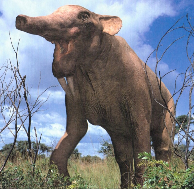 Deinotherium gigantissimum