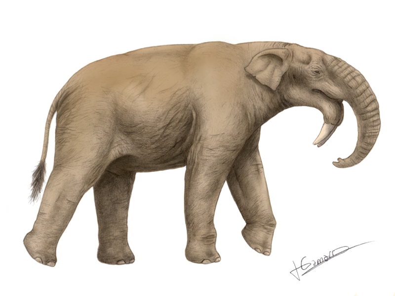 Deinotherium gigantissimum