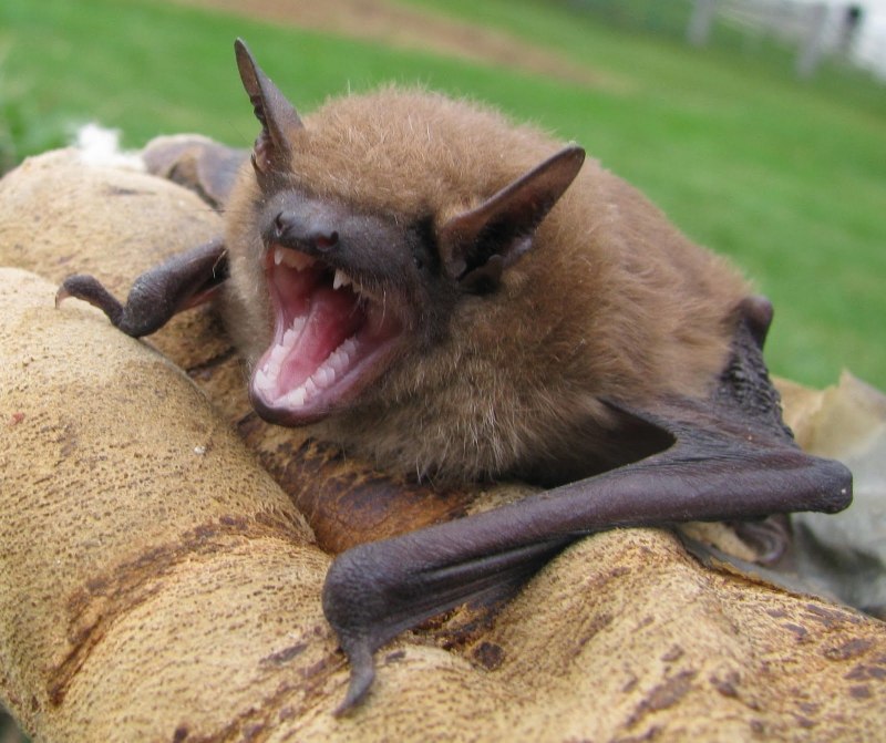 Кожан двухцветный (Vespertilio murinus)