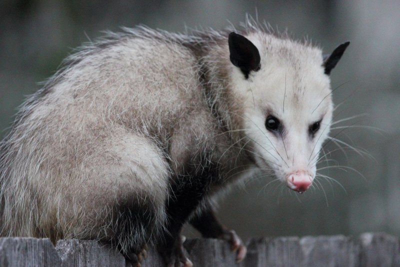 Опоссум виргинский (Didelphis virginiana)