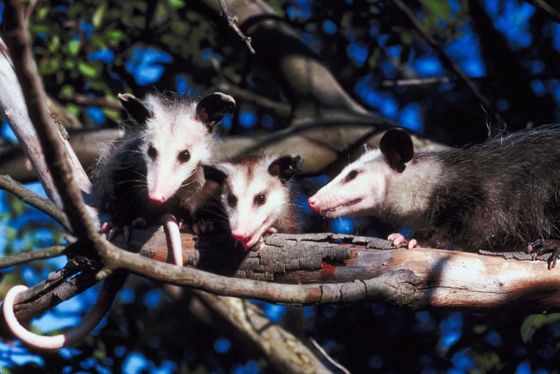 Опоссум виргинский (Didelphis virginiana)