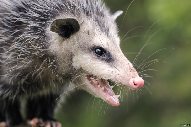 Опоссумы (Didelphis virginiana)