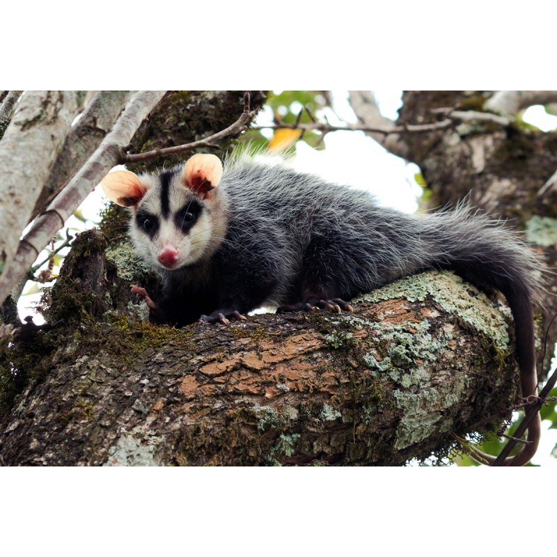 Didelphis albiventris